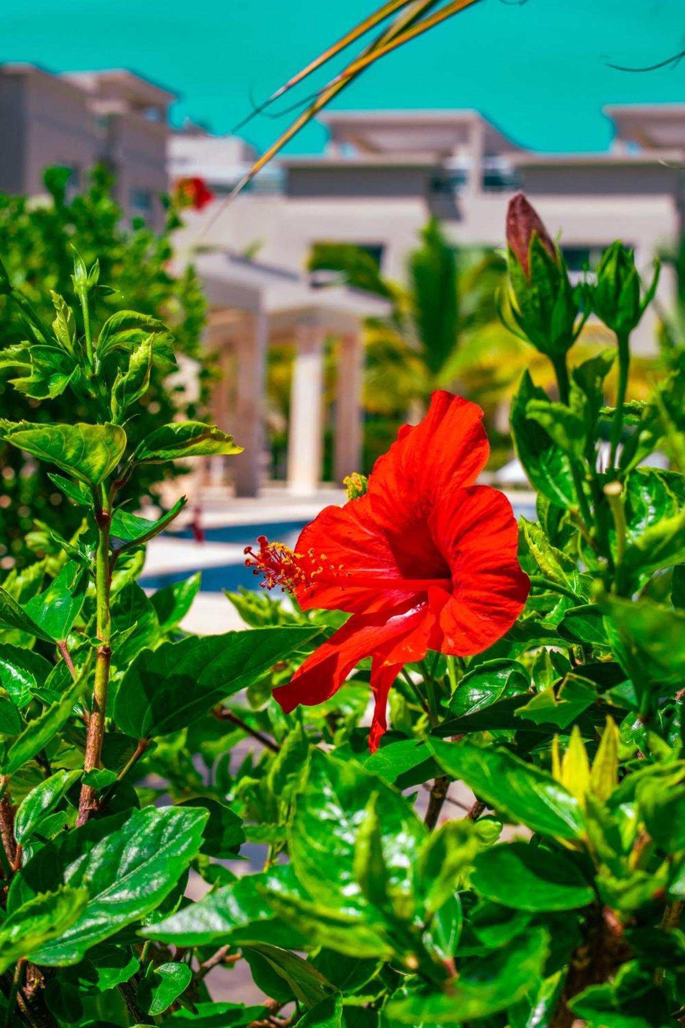 Aparthotel Playa Palmera